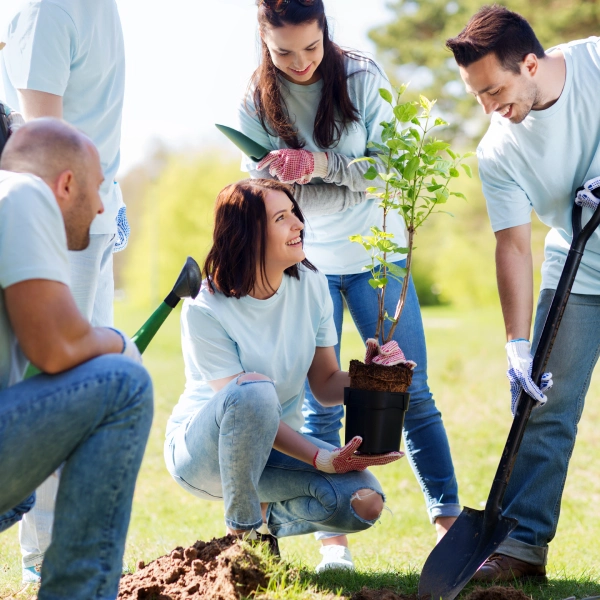 reforestation